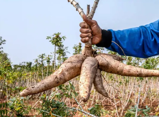 Agbeyewa Farms Hosts USAID, Unveils Blueprint To Transform Cassava Farming